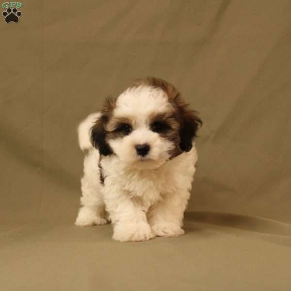 Quinn, Maltipoo Puppy